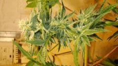 Nightmare Cookies 4 c Sin City Seeds