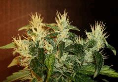 Agent Orange 2 Mulanje Gold 3 B