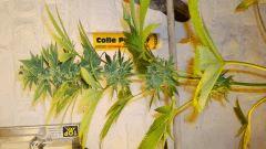 Blue Lime Pie 2 Sin City Seeds