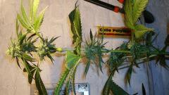 Scott's Og 3 c Rare Dankness Seeds