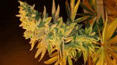 Blue Lime Pie 2g Sin City Seeds Rinçage