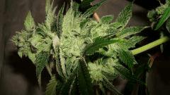BLUE LIME PIE 1 C