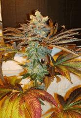 Nightmare Cookies 1b Sin City Seeds Rinçage