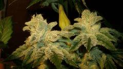 Blue Lime Pie Sin City Seeds 4 E