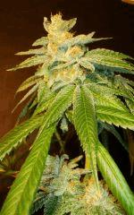 Scott's Og 3a Rare Dankness Seeds Rinçage