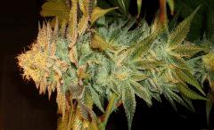 Nightmare Cookies 3 Sin City Seeds D