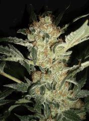 BLUE OG D