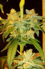 Scott's Og 3e Rare Dankness Seeds Rinçage