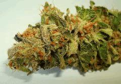 SCOTT'S OG 3 RARE DANKNESS SEEDS