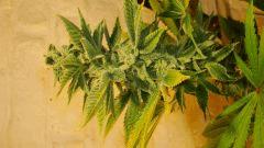 Blue Lime Pie 2 c Sin City Seeds