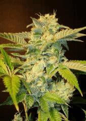 Strawberry Banana 1a Reserva Privada Rinçage