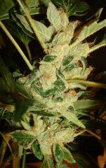 AGENT ORANGE 2 X OG KUSH 1 G