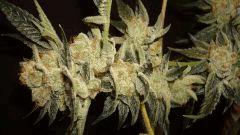 STARBUD