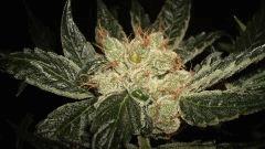 AGENT ORANGE 2 X OG KUSH 2 H