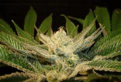 Nightmare Cookies 5 Sin City Seeds B