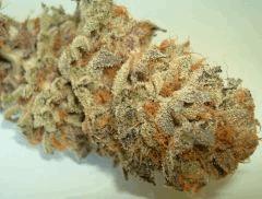 NIGHTMARE COOKIES 3d SIN CITY SEEDS