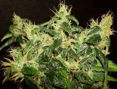 Agent Orange 2 X Mulanje Gold 3 E Rinçage
