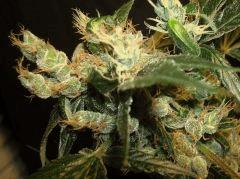 AGENT ORANGE 2 X MULANJE GOLD 3 U