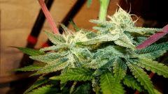 NIGHTMARE COOKIES 4 B