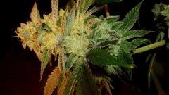 Blue Lime Pie Sin City Seeds 1 A