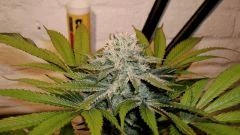 NIGHTMARE COOKIES 1 B