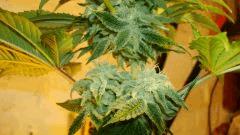 Blue Lime Pie 4 c Sin City Seeds