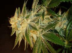 Blue Lime Pie Sin City Seeds 5 B
