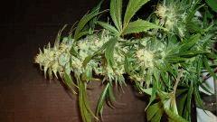 Agent Orange 1 Mulanje Gold 2 A