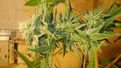 Nightmare Cookies 4 b Sin City Seeds