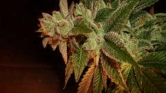 Blue Lime Pie Sin City Seeds 1 B