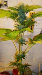 Nightmare Cookies 1 KEEPER Sin City Seeds