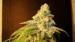 Scott's Og 1a Rare Dankness Seeds Rinçage