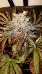 Nightmare Cookies 1f Sin City Seeds Rinçage.JPG