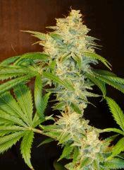 Scott's Og 2b Rare Dankness Seeds Rinçage