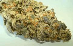 SCOTT'S OG 1b RARE DANKNESS SEEDS