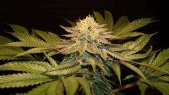 Nightmare Cookies 3 Sin City Seeds A