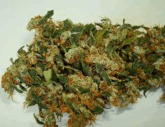 AGENT ORANGE 2 X MULANJE GOLD 3