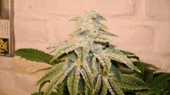 BLUE LIME PIE 4 A