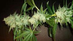 Scott's Og 2 Rare Dankness Seeds B