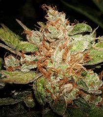 Grape Og 3