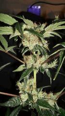AGENT ORANGE 2 X MULANJE GOLD 3 D