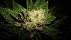 Blue Lime Pie Sin City Seeds 1 D