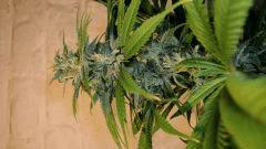 AGENT ORANGE 1 X MULANJE GOLD 2 a