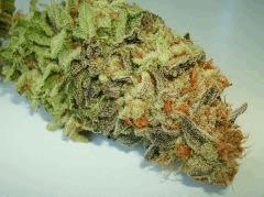 BLUE LIME PIE 4e SIN CITY SEEDS