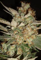 Grape Og 4