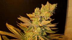 Blue Lime Pie 2a Sin City Seeds Rinçage