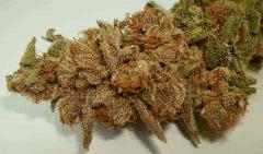 BLUE LIME PIE 2 SIN CITY SEEDS