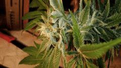 NIGHTMARE COOKIES 5 B