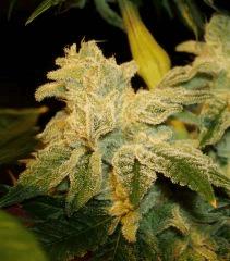 Blue Lime Pie Sin City Seeds 4 D