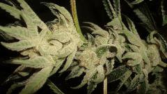 STARBUD C